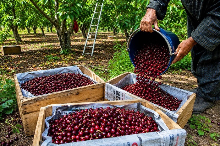 APEDA facilitates first export of J&K’s Areko cherries, Scentrose plums to Singapore