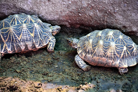 Man arrested in UP's Kanpur with 171 protected Indian Roofed Turtles