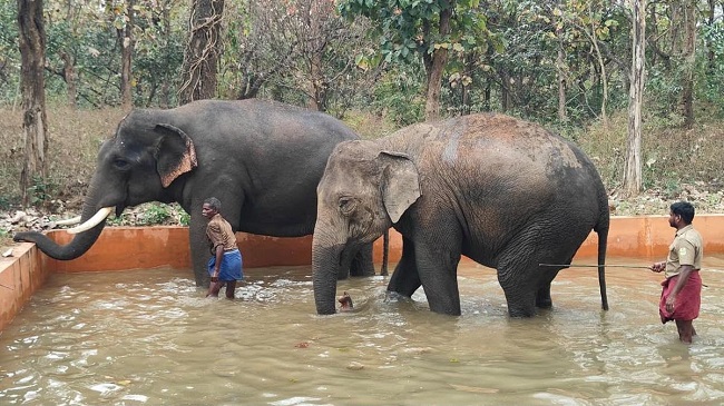 TN's Chadivayal elephant camp set to become new eco-tourism attraction