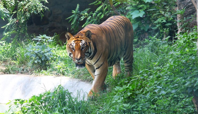 From 121 in 2009 to 429 in 2026, Nepal witnesses significant increase in tiger population