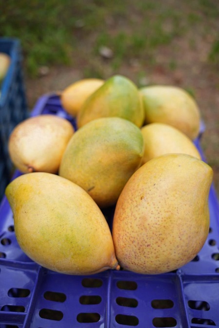 India exports Neelam, Totapuri mangoes to Maldives for first time