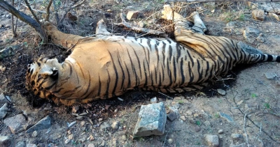 Pawan Kalyan orders probe into death of tiger in Nagarjunasagar-Srisailam Tiger Reserve